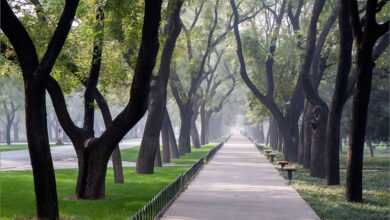 Photo of Ялта: красивейшие сады и парки