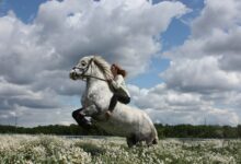 Photo of Крым: катание на лошадях по горам