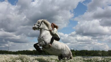 Photo of Крым: катание на лошадях по горам