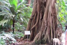 Photo of Крым: экзотические сады и ботанические сады