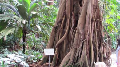 Photo of Крым: экзотические сады и ботанические сады