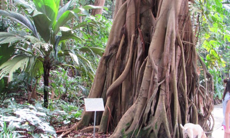 Photo of Крым: экзотические сады и ботанические сады