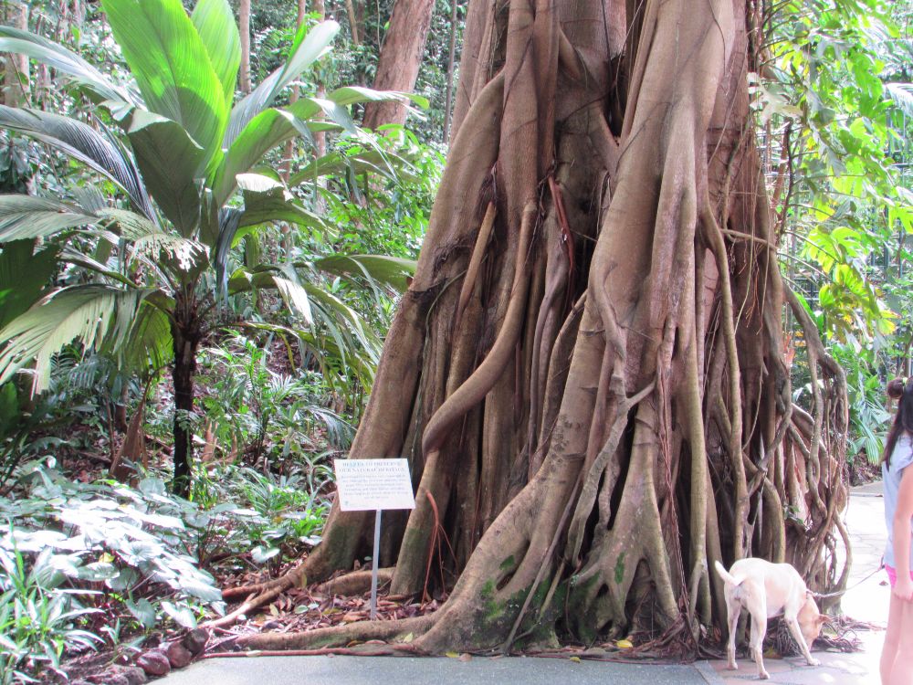 Фото 16 — Крым: экзотические сады и ботанические сады